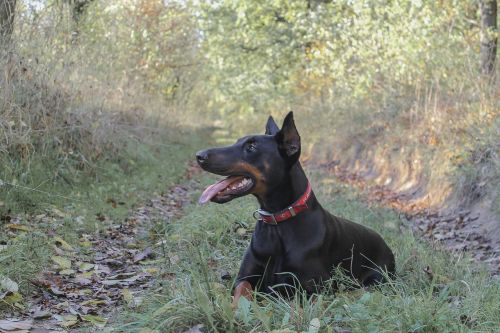 Dobermanas, Pinčeris, Šuo, Naminis Gyvūnėlis, Laukas, Pieva, Ruduo, Žalias, Liežuvis, Gamta, Kraštovaizdis, Mielas, Žolė, Gyvūnas, Kailis, Kalė, Juoda, Pasididžiavimas, Elegantiškas, Gražus, Kilnus, Stiprus, Spalvinga, Toli, Juostos, Grakštus, Augalas, Miškas, Karoliai, Saulėtas, Lapai, Flora, Vasara