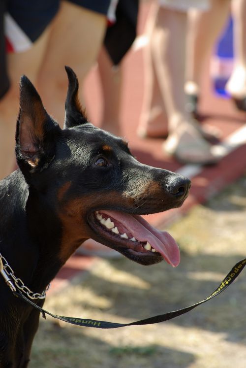 Dobermanas, Šuo, Gyvūnas, Varzybos