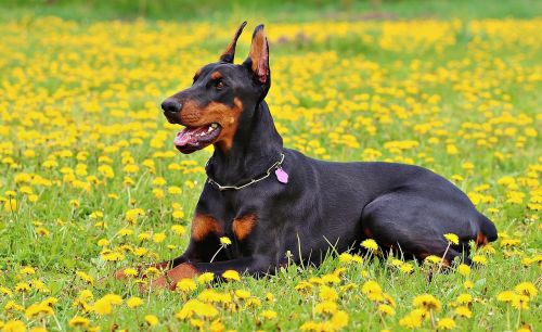 Dobermanas, Šuo, Gamta