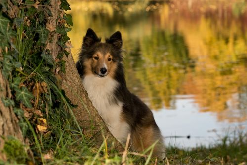 Šuo, Sheltie, Medis, Tvenkinys, Uždaryti