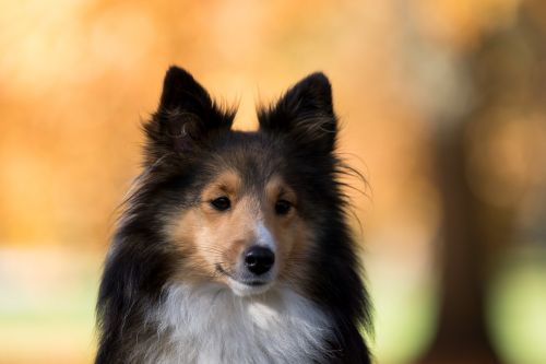 Šuo, Sheltie, Medis, Uždaryti