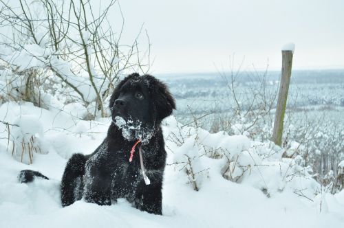 Šuo, Žiema, Gyvūnas, Czworonów, Spacer, Sniegas, Šunys, Miškas, Wodonga, Newfoundland, Šuniukas
