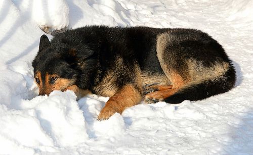 Šuo, Šaltai, Žiema, Sniegas, Gyvūnas, Namai, Snowdrift, Šaltis
