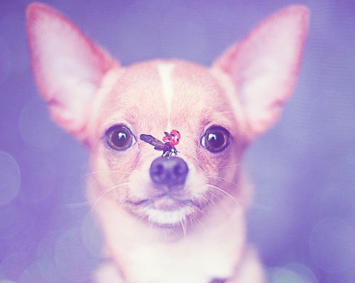 Šuo, Chihuahua, Šuniukas, Mažas Šuo, Foto Montavimas, Hundeportrait, Boružė, Mielas