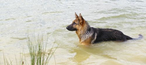 Šuo, Vanduo, Tvenkinys, Naminis Gyvūnėlis, Gamta, Ežeras, Vokiečių Aviganis