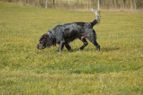 Šuo, Vokiečių Putpelių, Putpelių Šuo, Naršyti, Stoeberhund, Patinas, Šlapias