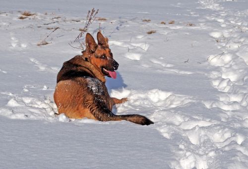 Šuo, Vokiečių Aviganis, Žiema, Linksma, Sniegas, Pieva, Tarzana, Spacer, Džiaugsmas, Draugas, Gyvūnas