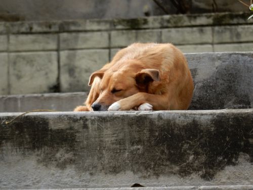 Šuo, Benamiai, Miegoti, Lauke, Havana, Kuba