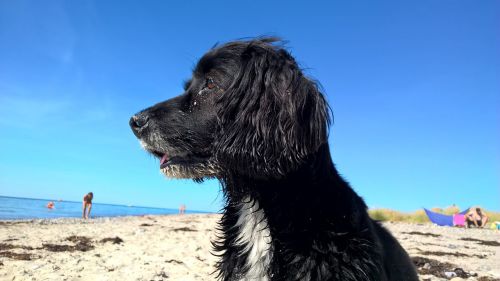 Šuo, Šuo Paplūdimyje, Mėlynas Dangus, Papludimys, Labiausiai Paplūdimio, Linksma
