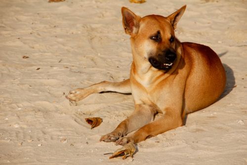 Šuo, Papludimys, Naminis Gyvūnėlis, Šuo Paplūdimyje, Jaunas Šuo, Labiausiai Paplūdimio, Smėlis, Tailandas