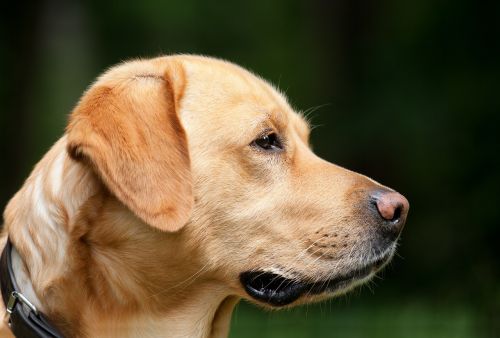 Šuo, Labradoras, Šviesiai Ruda, Naminis Gyvūnėlis, Hundeportrait, Šuo Galvą, Nemokamai, Profilis