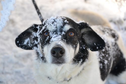 Šuo, Žiema, Sniegas