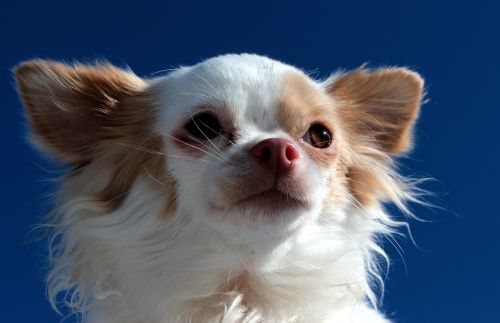 Šuo, Chihuahua, Vokiškas Ilgaplaukis Rodyklė, Balta Ruda, Mažas, Mažas Šuo, Įdomu, Jaukus, Mielas, Augintiniai