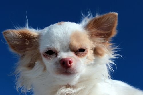 Šuo, Chihuahua, Vokiškas Ilgaplaukis Rodyklė, Balta Ruda, Mažas, Mažas Šuo, Įdomu, Jaukus, Mielas, Augintiniai, Šuo Išvaizdą