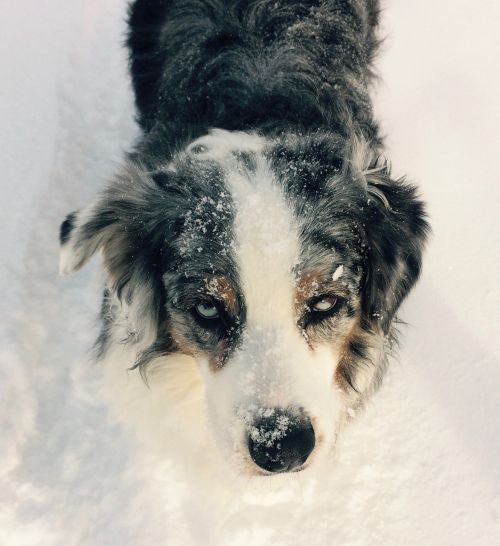 Šuo, Marmurinės Akys, Sniegas, Žiema