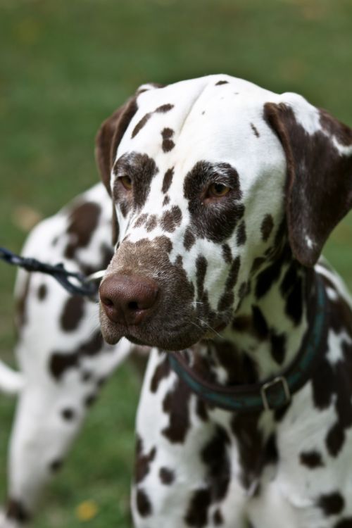 Šuo, Ñejo Dalmata, Vaikščioti