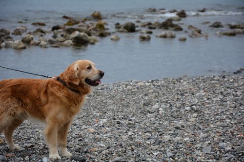 Šuo, Auksaspalvis Retriveris, Jūros Šuo, Šuo Paplūdimyje