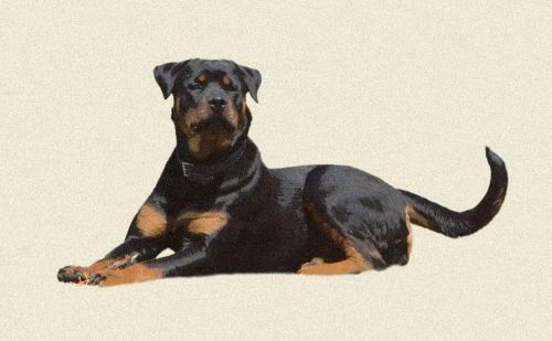 Rottweiler,  Šuo,  Šunys,  Naminis Gyvūnėlis,  Gyvūnas,  Gražus,  Menas,  Iliustracija,  Scrapbooking,  Šuo