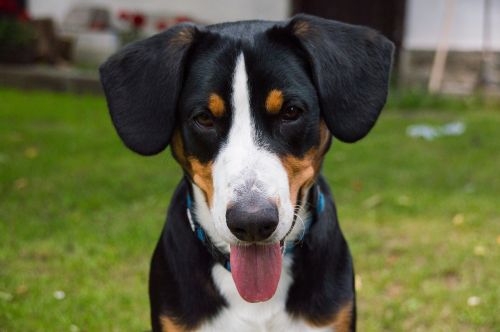 Šuo, Kalninis Šuo, Schweizer Sennenhund, Šunys, Hundeportrait, Naminis Gyvūnėlis