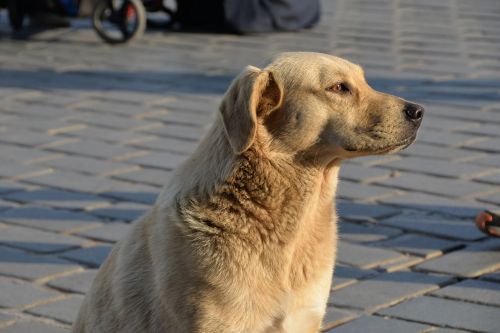 Šuo, Istanbulas, Turkija, Gatvė, Liūdnas, Gražus, Miestas