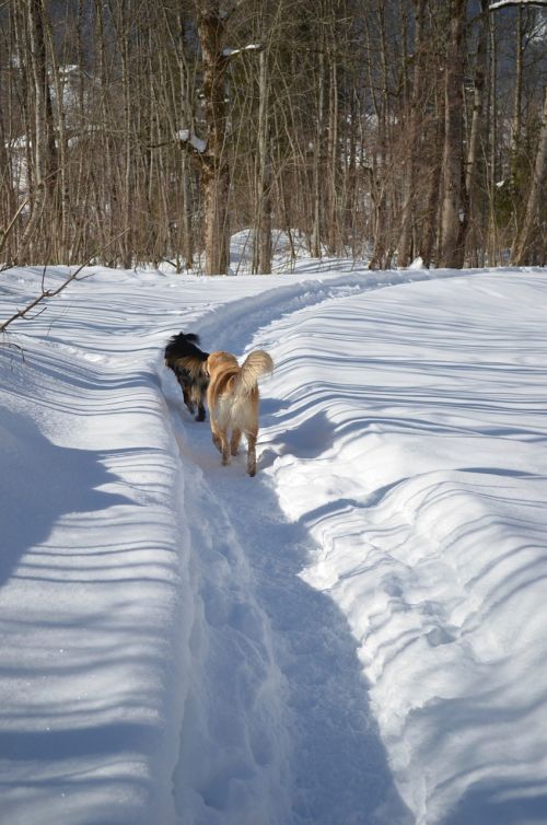 Šuo, Žiema, Šuo Sniege
