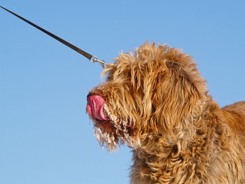 Šuo, Spinone, Valgyti Ledus, Laukinės Gamtos Fotografija, Hundeportrait, Liežuvis