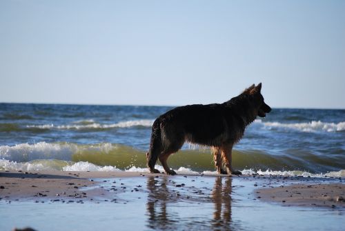 Šuo, Gamta, Baltijos Jūra, Gyvūnas