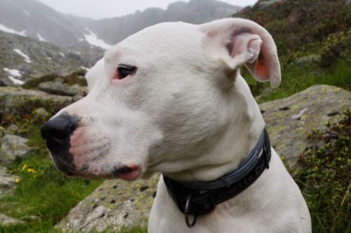 Šuo, Gyvūnų Portretas, Naminis Gyvūnėlis, Laukinės Gamtos Fotografija, Galva, Dogo Argentino, Gyvūnas
