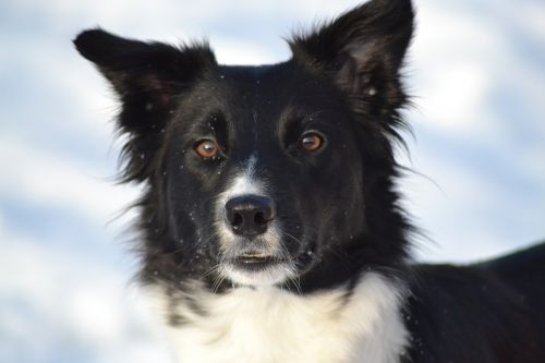 Šuo, Sienos Kolis, Žiemos Nuotrauka