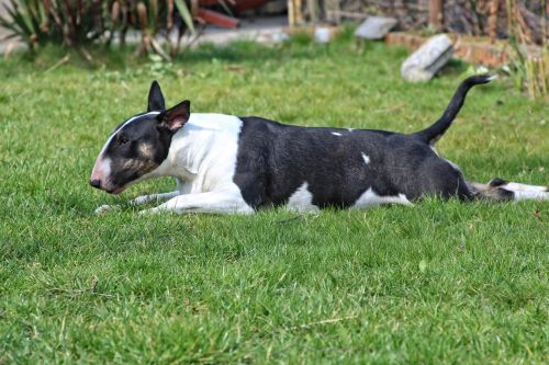 Šuo, Bulterjeras, Blackbrindle