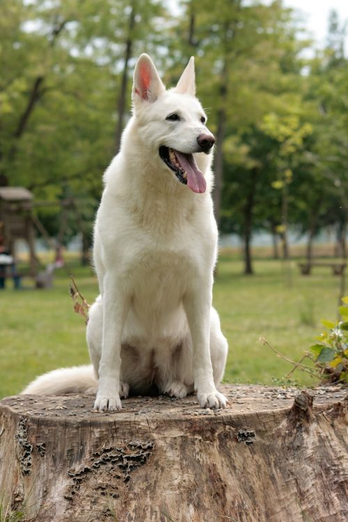 Šuo, Baltasis Piemuo, Šveicarijos Baltoji Aviganis, Draugas, Šunų Portretas, Baltas Šuo
