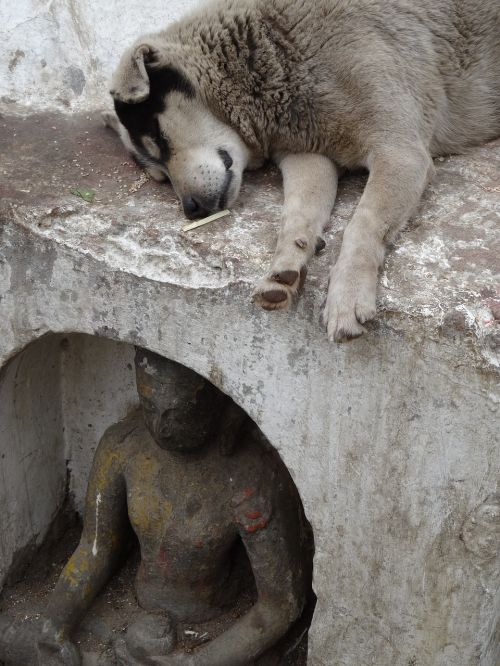 Šuo, Statula, Buda, Benamiai, Gyvūnai, Miegoti, Lauke, Nepalas