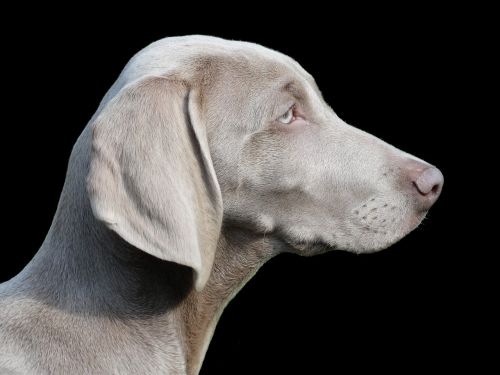 Šuo, Nuotolinis Prisijungimas, Weimaraner, Portretas, Profilis, Naminis Gyvūnėlis