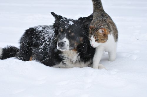 Šuo, Katė, Sniegas, Mielas, Naminis Gyvūnėlis, Saldus, Žiema, Draugystė