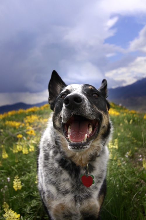 Šuo, Šunys, Gamta, Šypsena, Laukinės Vasaros Spalvos