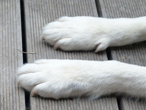 Šuo, Kojos, Pėdos, Gyvūnas, Gyvūnų Kojos, Balta, Šunų Kojos