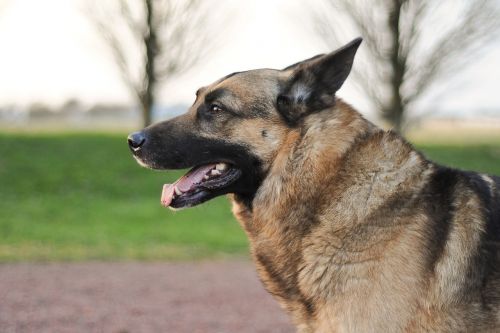 Šuo, Vokiečių Aviganis, Gyvūnas, Profilis