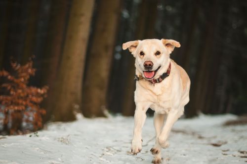 Šuo, Labradoras, Gyvūnas, Vaikščioti, Paleisti, Lauke, Žiema