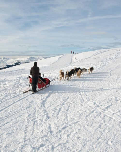 Šuo, Kelnės, Sniegas, Kalnas