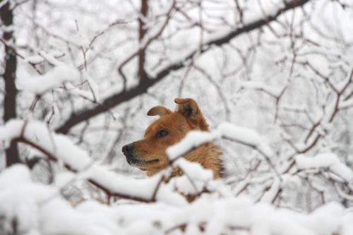 Šuo, Kinijos Kaimo Šunys, Sniegas, Miškas, Raudonas Kailis