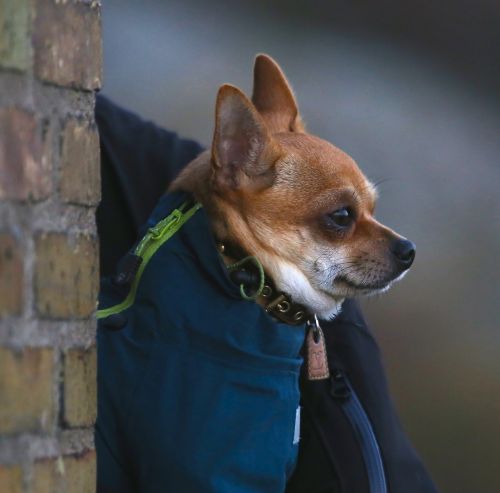 Šuo, Chihuahua, Gyvūnai, Sobel, Ruda, Kailis, Augintiniai, Lauke