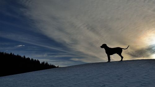 Šuo, Weimarische, Žiema, Siluetas, Kalnas, Vakaras