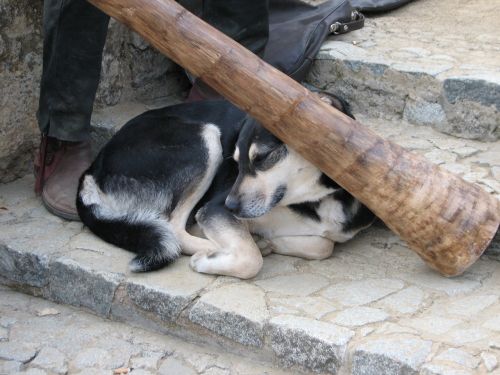 Šuo, Didgeridoo, Atsipalaiduoti