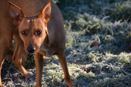 Šuo, Hibridas, Laukinės Gamtos Fotografija, Hundeportrait, Šaltas, Šaltis, Žiema, Įdomu, Pabudęs