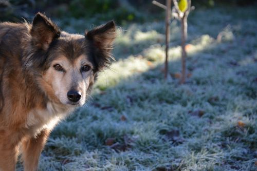Šuo, Hibridas, Hundeportrait, Laukinės Gamtos Fotografija, Žiema, Šaltis, Šaltas