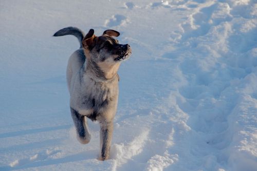 Šuo, Žiema, Sniegas, Spacer, Gyvūnas, Linksma, Džiaugsmas, Šunys, Šuniukas
