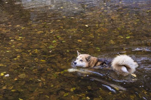 Šuo, Plaukti, Gamta, Vanduo, Naminis Gyvūnėlis, Upė, Lapai, Aukso Lapai