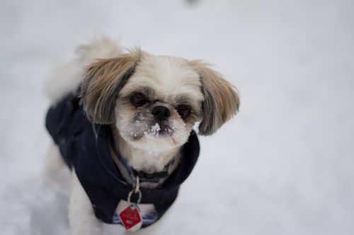 Šuo, Sniegas, Žiema, Balta