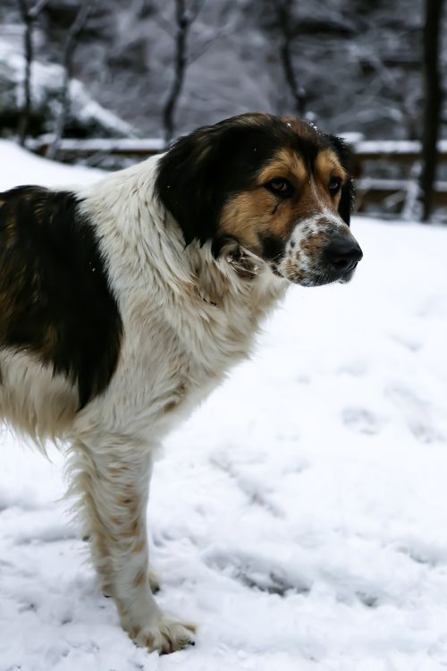 Šuo, Sniegas, Turkija