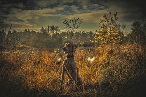 Šuo, Gyvūnas, Mielas, Naminis Gyvūnėlis, Veislė, Žavinga, Draugas, Jaunas, Žiūri, Mieli Gyvūnai, Weimaraner, Gamta, Kraštovaizdis, Žolė